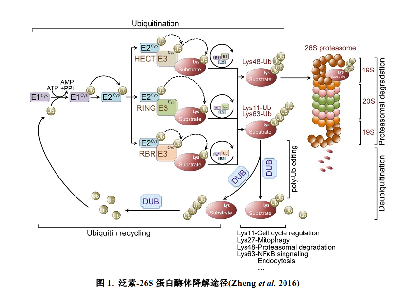 泛素化.png